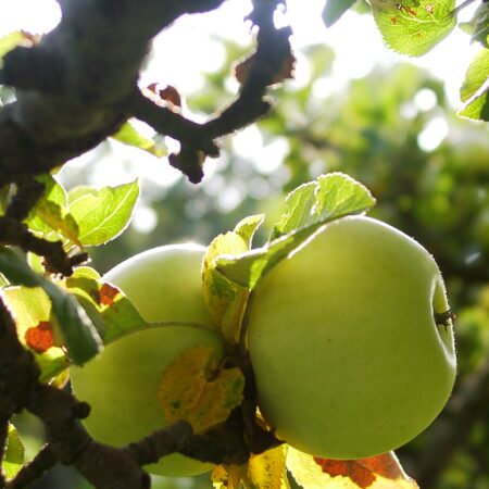 Champagner-Renette-Apfel