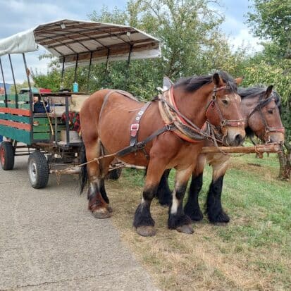 Obst-Genuss-Tour Planwagen Sven Notheis